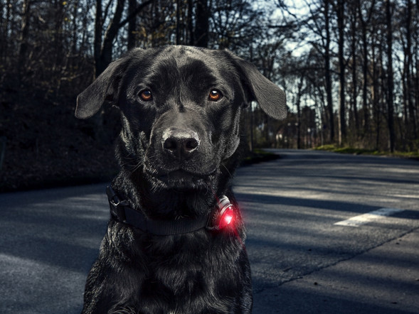 Фонарь для собак Orbiloc Dog Dual Signal Colours, красный в Калуге